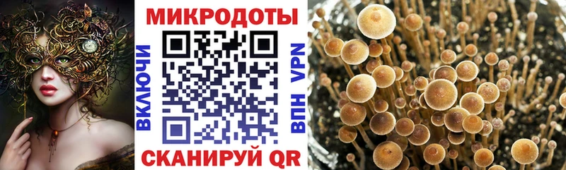 Галлюциногенные грибы Psilocybe  Киржач 